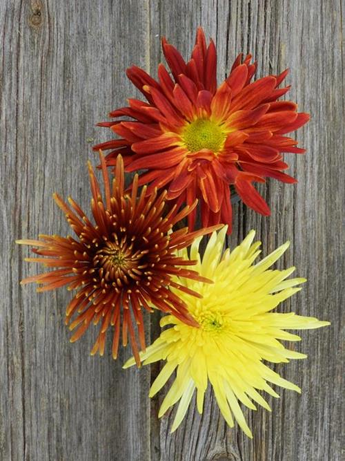 FALL PACK-BUTTERSCOTCH, BRONZE, RED, YELLOWS  SEASONAL DISBUDS/MUMS